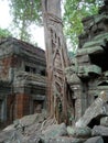 The ruins of Ta Prohm, part of the ancient Angkor Wat Temple complex in Siem Reap, Cambodia Royalty Free Stock Photo