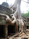 The ruins of Ta Prohm, part of the ancient Angkor Wat Temple complex in Siem Reap, Cambodia