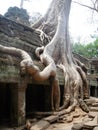 The ruins of Ta Prohm, part of the ancient Angkor Wat Temple complex in Siem Reap, Cambodia Royalty Free Stock Photo