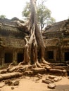 The ruins of Ta Prohm, part of the ancient Angkor Wat Temple complex in Siem Reap, Cambodia Royalty Free Stock Photo