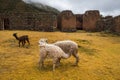 Ruins of the village of Pumamarka (Puma Marka) and llamas. Peru Royalty Free Stock Photo