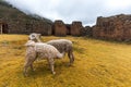 Ruins of the village of Pumamarka (Puma Marka) and llamas. Peru Royalty Free Stock Photo