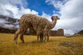 Ruins of the village of Pumamarka (Puma Marka) and llamas. Peru Royalty Free Stock Photo