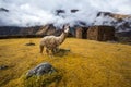 Ruins of the village of Pumamarka - Puma Marka, and llamas. Peru Royalty Free Stock Photo