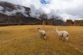 Ruins of the village of Pumamarka (Puma Marka) and llamas. Peru Royalty Free Stock Photo