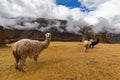 Ruins of the village of Pumamarka (Puma Marka) and llamas. Peru Royalty Free Stock Photo