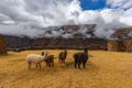 Ruins of the village of Pumamarka (Puma Marka) and llamas. Peru Royalty Free Stock Photo