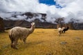 Ruins of the village of Pumamarka (Puma Marka) and llamas. Peru Royalty Free Stock Photo