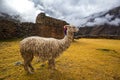 Ruins of the village of Pumamarka (Puma Marka) and llamas. Peru Royalty Free Stock Photo