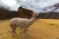 Ruins of the village of Pumamarka (Puma Marka) and llamas. Peru Royalty Free Stock Photo