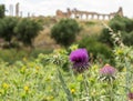 Ruins at Volubilis Morocco Royalty Free Stock Photo