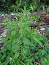 Ruku-ruku leaves or Ocimum tenuiflorum is a food flavoring plant and can be used as herbal medicine