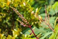 Ruku ruku or Ocimum tenuiflorum Linne is a herbaceous plant that belongs to the Lamiaceae family and is native to parts of India