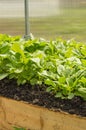 Rules for growing early radishes in a greenhouse. Beds of juicy young radish for greater use of vitamins, vertical shot Royalty Free Stock Photo