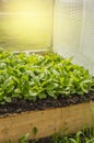 Rules for growing early radishes in a greenhouse. Beds of juicy young radish for greater use of vitamins, vertical shot Royalty Free Stock Photo