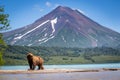 Ruling the landscape, brown bears of Kamchatka Royalty Free Stock Photo