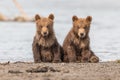 Ruling the landscape, brown bears of Kamchatka