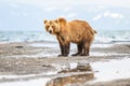 Ruling the landscape, brown bears of Kamchatka