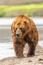 Ruling the landscape, brown bears of Kamchatka