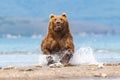 Ruling the landscape, brown bears of Kamchatka Royalty Free Stock Photo