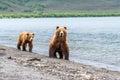 Ruling the landscape, brown bears of Kamchatka