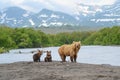 Ruling the landscape, brown bears of Kamchatka