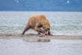 Ruling the landscape, brown bears of Kamchatka Royalty Free Stock Photo