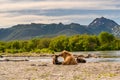 Ruling the landscape, brown bears of Kamchatka