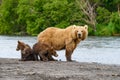 Ruling the landscape, brown bears of Kamchatka Royalty Free Stock Photo