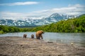 Ruling the landscape, brown bears of Kamchatka Ursus arctos beringianus Royalty Free Stock Photo