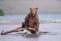 Ruling the landscape, brown bears of Kamchatka Ursus arctos beringianus