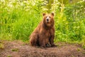 Ruling the landscape, brown bears of Kamchatka