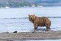 Ruling the landscape, brown bears of Kamchatka