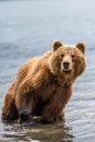 Ruling the landscape, brown bears of Kamchatka