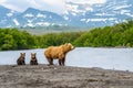 Ruling the landscape, brown bears of Kamchatka Ursus arctos beringianus