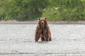 Ruling the landscape, brown bears of Kamchatka