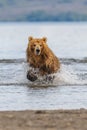 Ruling the landscape, brown bears of Kamchatka