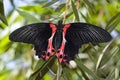 Rumanzovia swallowtail butterfly Royalty Free Stock Photo