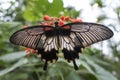 Rumanzovia Swallowtail Papilio Rumanzovia female Scarlet Mormon portrait Royalty Free Stock Photo