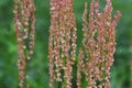 Rumex acetosa flowers Royalty Free Stock Photo