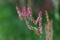 Rumex acetosa flowers