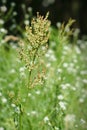 Rumex acetosa - Sorrel Royalty Free Stock Photo