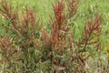 Rumex acetosella, commonly known as red sorrel, sheep& x27;s sorrel, field sorrel and sour weed plant