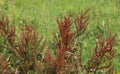 Rumex acetosella, commonly known as red sorrel, sheep& x27;s sorrel, field sorrel and sour weed plant