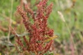 Rumex acetosella, commonly known as red sorrel, sheep& x27;s sorrel, field sorrel and sour weed plant Royalty Free Stock Photo