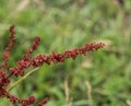 Rumex acetosella, commonly known as red sorrel, sheep& x27;s sorrel, field sorrel and sour weed plant Royalty Free Stock Photo