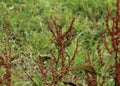 Rumex acetosella, commonly known as red sorrel, sheep& x27;s sorrel, field sorrel and sour weed plant Royalty Free Stock Photo