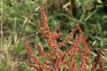 Rumex acetosella, commonly known as red sorrel, sheep& x27;s sorrel, field sorrel and sour weed plant Royalty Free Stock Photo