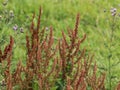 Rumex acetosella, commonly known as red sorrel, sheep& x27;s sorrel, field sorrel and sour weed plant Royalty Free Stock Photo