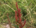 Rumex acetosella, commonly known as red sorrel, sheep& x27;s sorrel, field sorrel and sour weed plant Royalty Free Stock Photo